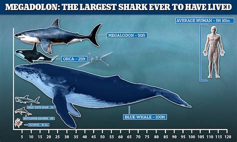 megalodon shark length|50 ft megalodon found.
